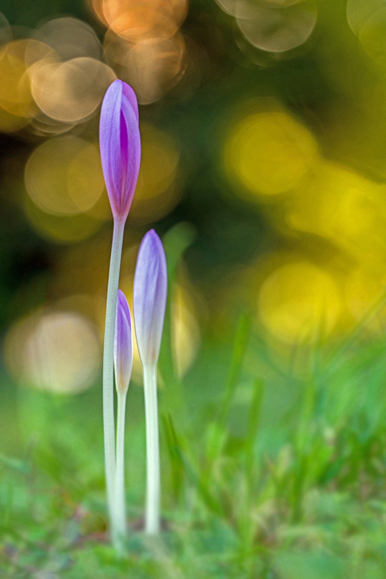 herbstzeitlose-4337718_1920